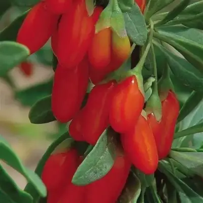 Годжи ВЯЧЕСЛАВ в Светлогорске