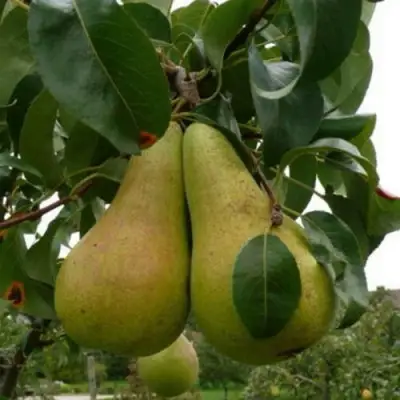 Груша КОНКОРД в Светлогорске