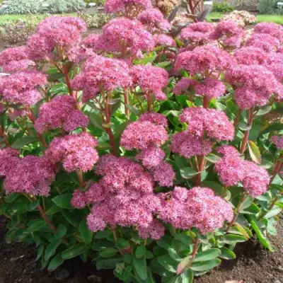 Очиток (седум) КАРЛ видный в Светлогорске