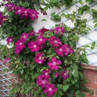 Клематис ЭРНЕСТ МАРКХАМ в Светлогорске