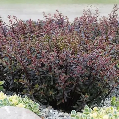 Очиток (седум) САНСПАРКЛЕР ДЖЕЙД ТАФФЕТ в Светлогорске