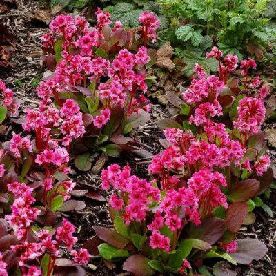 Бадан ФЛИРТ в Светлогорске