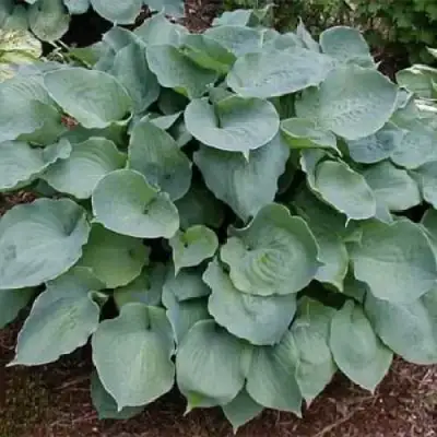 Хоста МУНЛАЙТ СОНАТА гибридная в Светлогорске