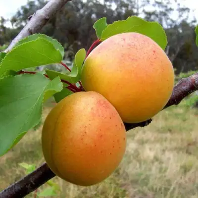Абрикос ОРЛОВЧАНИН  в Светлогорске