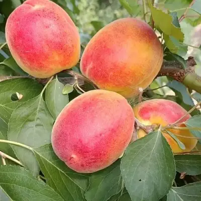 Абрикос ОСОБЕННЫЙ ДЕНИСЮКА в Светлогорске