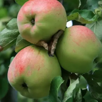 Яблоня УТРО в Светлогорске