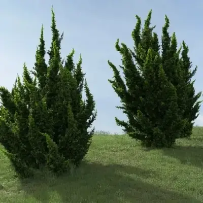 Можжевельник КАЙЗУКА китайский в Светлогорске