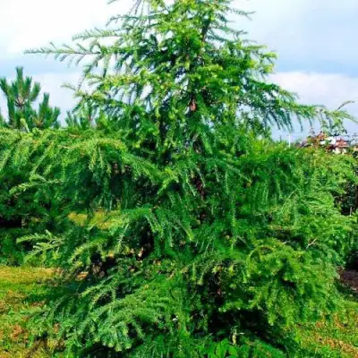 Лиственница европейская в Светлогорске