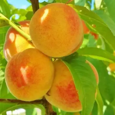 Персик ВЕТЕРАН в Светлогорске