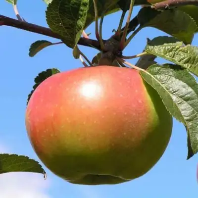 Яблоня ВЕРБНОЕ в Светлогорске