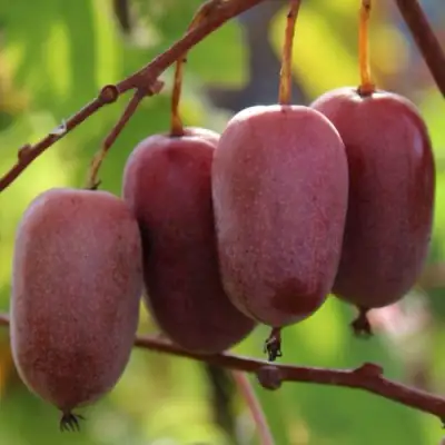 Актинидия ПУРПУРНО САДОВАЯ  аргута в Светлогорске