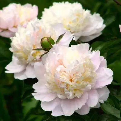 Пион ШИРЛИ ТЕМПЛ травянистый в Светлогорске