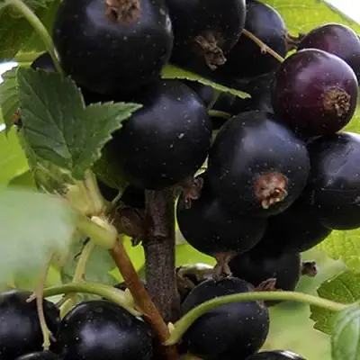 Смородина чёрная НЕСТЕР КОЗИН в Светлогорске