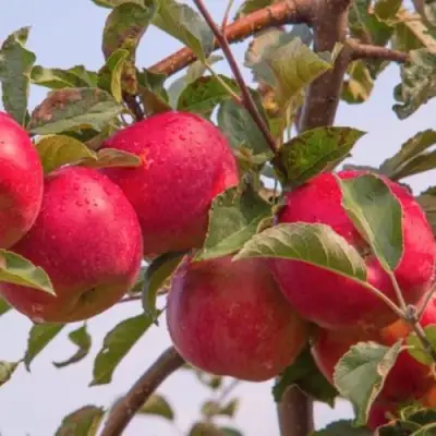 Яблоня РОЖДЕСТВЕНСКОЕ в Светлогорске