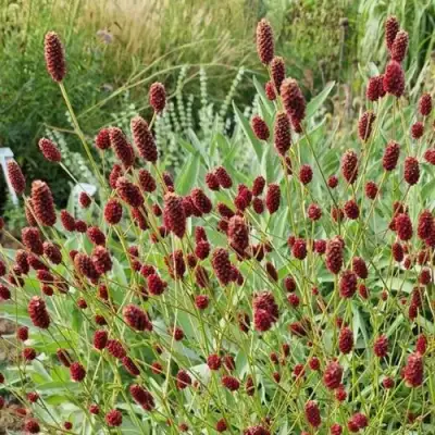 Кровохлебка БИТЛВИНГЗ в Светлогорске