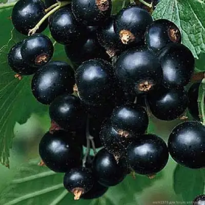 Смородина черная БЕН КОНАН в Светлогорске