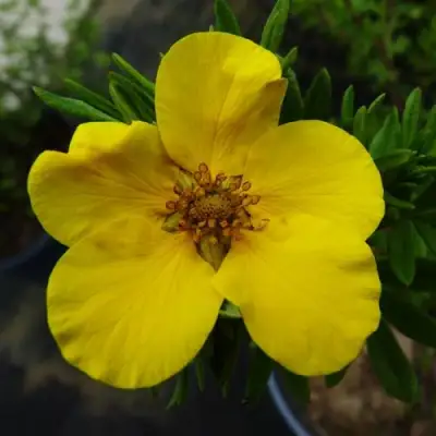 Лапчатка ГОЛДФИНГЕР кустарниковая в Светлогорске