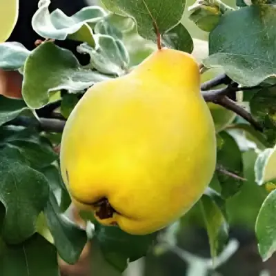 Айва МИР в Светлогорске