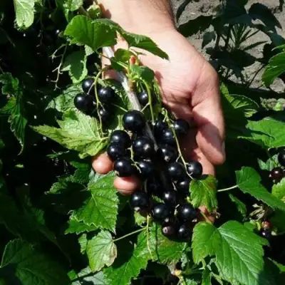 Смородина чёрная СЕЛЕЧЕНСКАЯ в Светлогорске