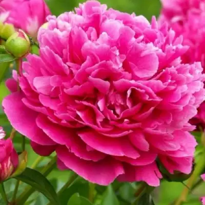 Пион НОЧНЫЕ ГРЕЗЫ древовидный в Светлогорске