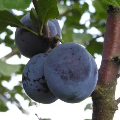 Слива ВЕНГЕРКА БЕЛОРУССКАЯ в Светлогорске