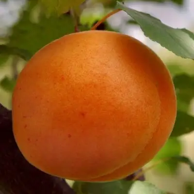 Абрикос ОЛИМП в Светлогорске