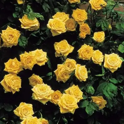 Роза ЛАНДОРА чайно-гибридная в Светлогорске