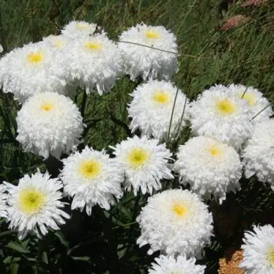 Нивяник ФИОНА ГОГХИЛЛ великолепный в Светлогорске