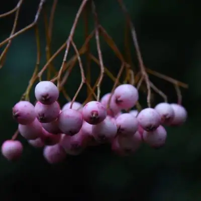 Рябина ПЕКИНСКАЯ сладкоплодная в Светлогорске