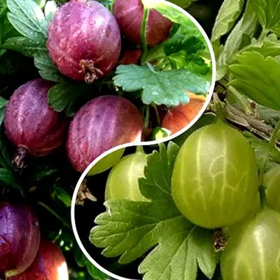 Комплект РЕДКИЙ СЧАСТЛИВЧИК в Светлогорске