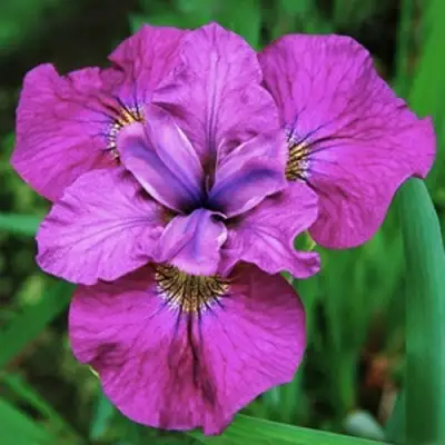 Ирис СИ Я ЛЕЙТЕР сибирский в Светлогорске