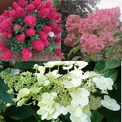 Комплект САД ЭМОЦИЙ в Светлогорске