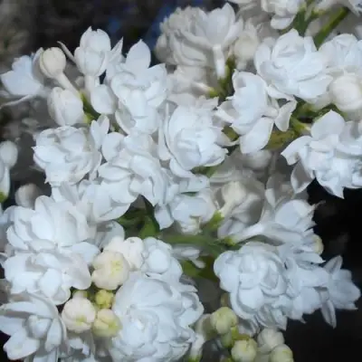 Сирень МИСС ЭЛЕН ВИЛМОТТ в Светлогорске