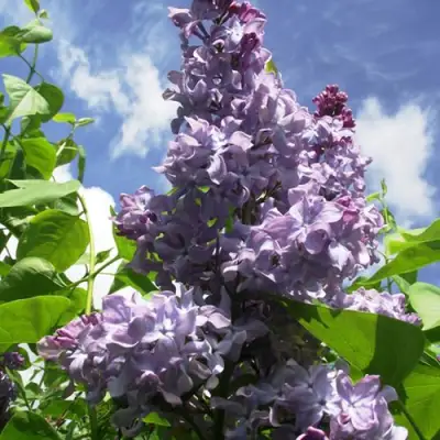 Сирень КРЫЛЬЯ НАДЕЖДЫ в Светлогорске