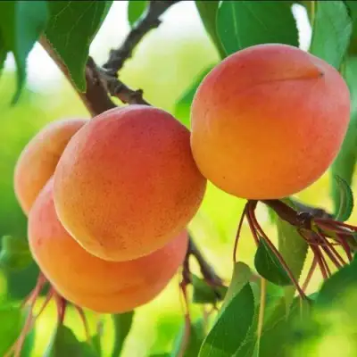 Абрикос ДЕБЮТ в Светлогорске