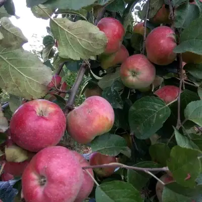 Яблоня АЛЬВА в Светлогорске
