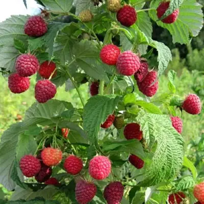 Малина БРУСИЛОВСКАЯ в Светлогорске