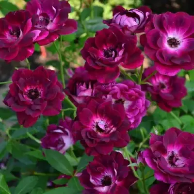 Роза БУРГУНДИ АЙС флорибунда в Светлогорске