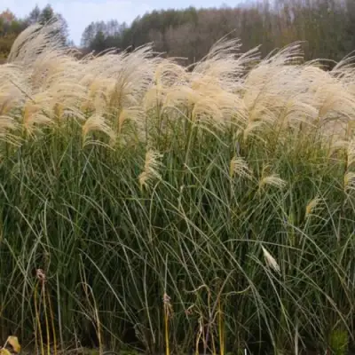 Мискантус ВАНИЛЛА СКАЙ китайский в Светлогорске