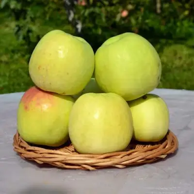 Яблоня БИРСКОЕ ГРУШЕВОЕ (БИЧИК) в Светлогорске