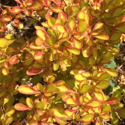 Барбарис САММЕР САНСЕТ тунберга в Светлогорске