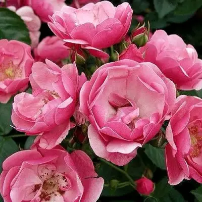 Роза АНГЕЛА флорибунда в Светлогорске