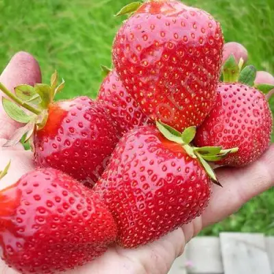 Клубника ЭЛИАНЕ в Светлогорске