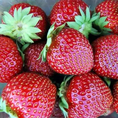 Клубника МАЛЬВИНА в Светлогорске