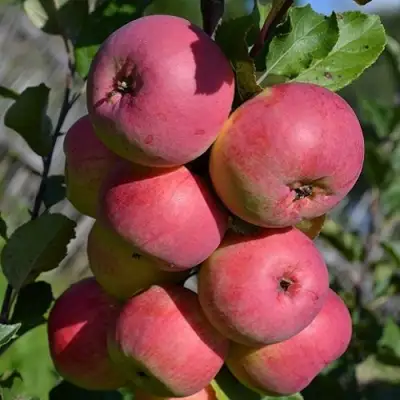 Яблоня ВЭМ-РОЗОВЫЙ в Светлогорске