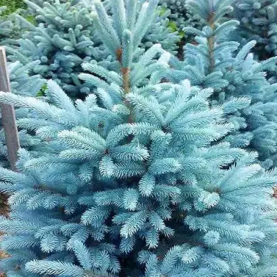 Ель МАДЖЕСТИК БЛЮ колючая в Светлогорске