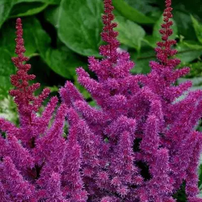 Астильба БЛЭК ЭНД БЛУ китайская в Светлогорске