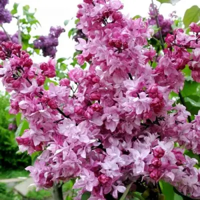 Сирень ОЛИМПИАДА КОЛЕСНИКОВА в Светлогорске