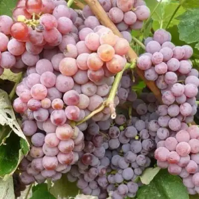 Виноград РИЛАЙНС ПИНК СИДЛИС в Светлогорске