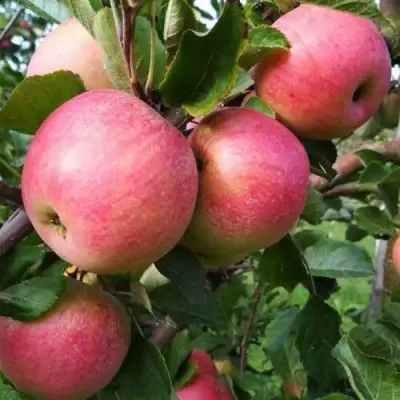 Яблоня ТЕРЕМОК в Светлогорске